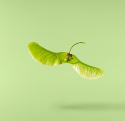 Fresh green maple tree seeds or samaras flying in the air isolated on a green background. Minimalist nature levitation concept with floating spring seeds.