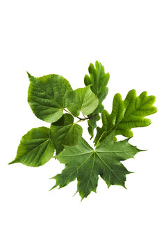 Flying in the air green leaves of oak, maple, and linden isolated on a white background. Spring or summer nature levitation concept, dynamic foliage composition.