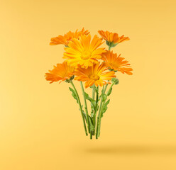 Obraz premium Fresh beautiful orange Calendula flower with green leaves flying in the air isolated on a yellow background. Levitation concept, minimalist floral composition, summer nature beauty.
