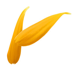 Fresh beautiful orange Calendula petals flying in the air isolated on a white background. Levitation concept, minimalist floral composition, summer nature beauty.