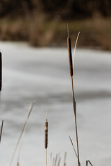 pałki wodne nad brzegiem jeziora podczas odwilży. ciepłe światło.  © workszop