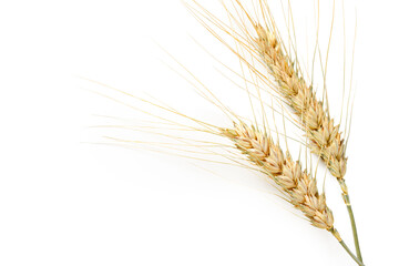 Naklejka premium Wheat stalks lying on a plain background in a simple setting with natural details