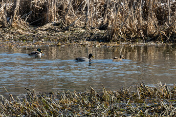 dzikie kaczki korzystają z wiosennej odwilży na łąkach, bawiąc się w zalegającej wodzie.  © workszop