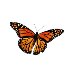 Obraz premium A monarch butterfly with spread wings mockup isolated on white background product lighting shape high resolution render depth focus high detail high quality