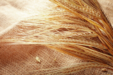Naklejka premium Wheat stalks placed on burlap fabric during the harvest season in a rural setting