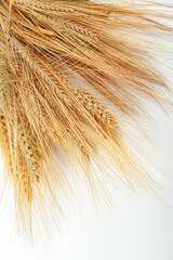 Naklejka premium Wheat stalks arranged on a light background for display or decoration purposes
