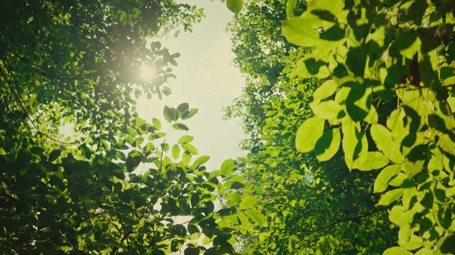 B roll - Green leaves forest in spring morning sunlight, Bright green trees leaves sway in wind, Sun rays break through fresh foliage branch. Bokeh background. Sun shining.