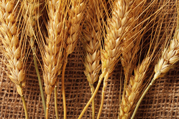 Naklejka premium Wheat stalks arranged on burlap fabric in natural light during daytime