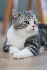 Close-up Portrait of American Shorthair Cat, Silver Tabby and White Cat with Beautiful Amber Eyes