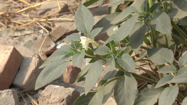 Close-up of a wild plant with a small white flower blooming near bricks
