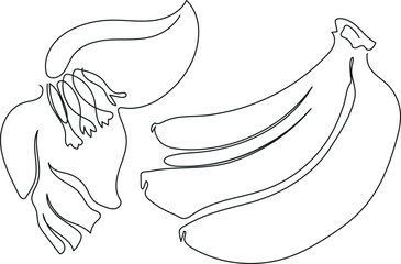 Line drawing of banana flower and bananas