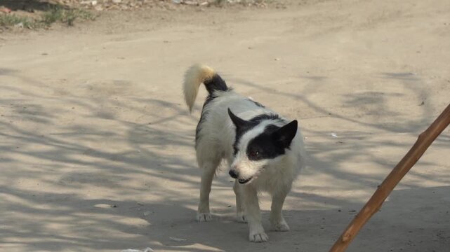 Alert white and black stray dog standing on a dusty rural road
