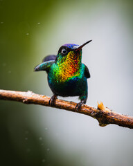 Fiery-throated hummingbird (Panterpe insignis)  © JuanPablo