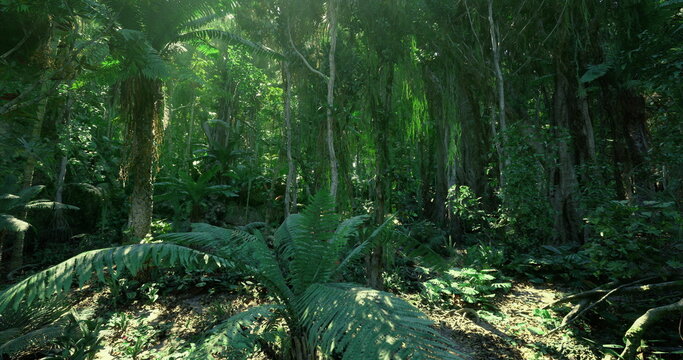 Dense rainforest clearing used for research, abundant flora and fronds, mossy substrate and complex microclimate providing rich study ground for biodiversity