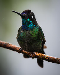 Talamanca hummingbird (Eugenes spectabilis) © JuanPablo