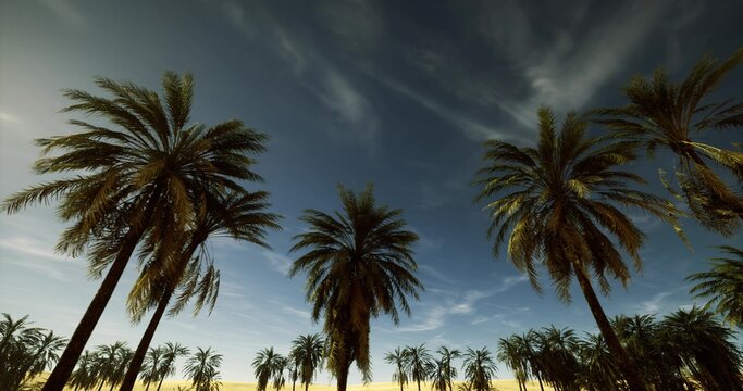 cinematic palms at golden dusk under moody sky, high contrast silhouettes and sweeping clouds for film, editorial, and poster backdrops evoking nostalgia