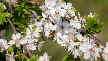 Obraz premium cherry tree blossom