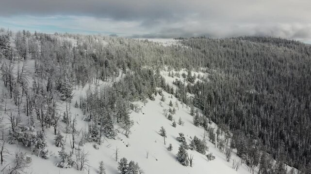 Snowy mountainside and pines 