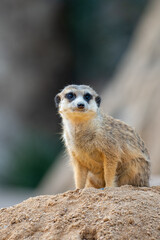 Fototapeta premium Small meerkat sentry looking at the camera while sitting on top of a sandy burrow