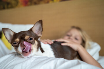 Obraz premium Close up of a small chihuahua puppy with tongue out being petted by a child on a bed