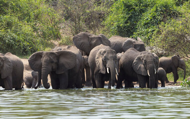 A group of elephant families go to the water's edge for a drink - African elephants standing near lake in Etosha National Park, Namibia © xamnex