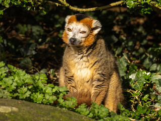 Fototapeta premium Lémur couronné