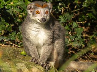 Fototapeta premium Lémur couronné