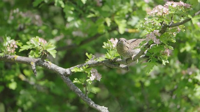 A Eurasian wryneck (Jynx torquilla) moves slowly among the branches of a blooming shrub. The bird&rsquo;s camouflaged feathers blend with the twigs and flowers.