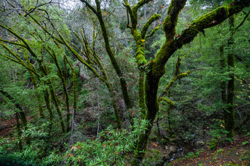 Fototapeta premium Lush moss covered trees in Uvas Canyon County Park, California, creating a dense green forest scene. Curved branches, rich foliage and damp woodland atmosphere in a peaceful natural environment