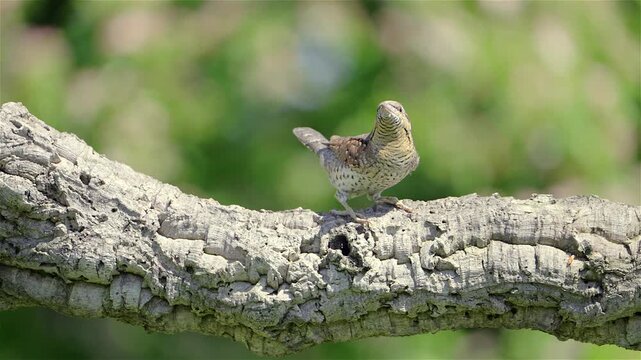 A Eurasian wryneck (Jynx torquilla) moves slowly among the branches of a blooming shrub. The bird&rsquo;s camouflaged feathers blend with the twigs and flowers.