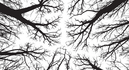 Fototapeta premium Tree branches silhouetted against the sky viewed from below in a forest environment