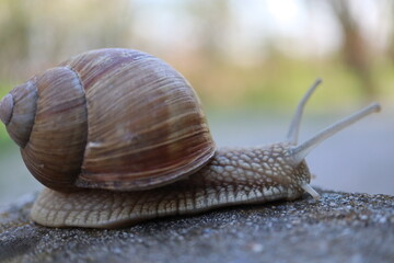 Macro close-up of a snail showing detailed shell, body texture, and tentacles. Wildlife nature scene representing slow movement, patience, and natural rhythm. Suitable for biology, ecology, and calm © YULIIA