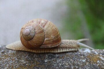 Macro close-up of a snail showing detailed shell, body texture, and tentacles. Wildlife nature scene representing slow movement, patience, and natural rhythm. Suitable for biology, ecology, and calm n © YULIIA