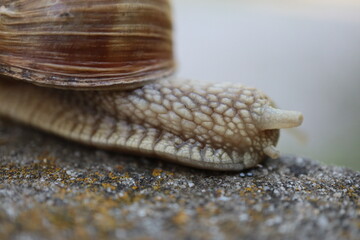 Macro close-up of a snail showing detailed shell, body texture, and tentacles. Wildlife nature scene representing slow movement, patience, and natural rhythm. Suitable for biology, ecology, and calm © YULIIA