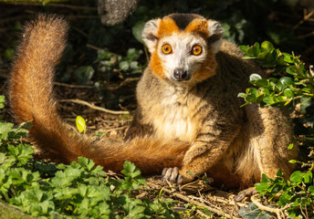 Fototapeta premium Lémur couronné