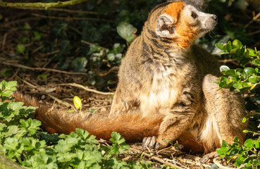 Fototapeta premium Lémur couronné