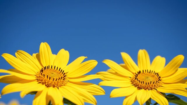 Close-up of two vibrant yellow flowers with dark centers against a clear, bright blue sky