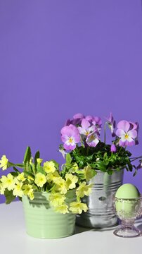 Easter decoration with spring flowers on violet background. Slow rotation
