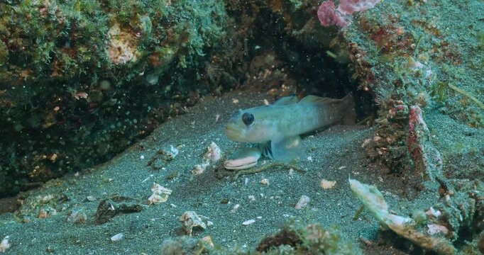 Blackeyed goby in front of their shelter.