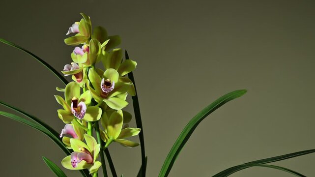 Yellow flowers of Cymbidium orchid. Slow rotation
