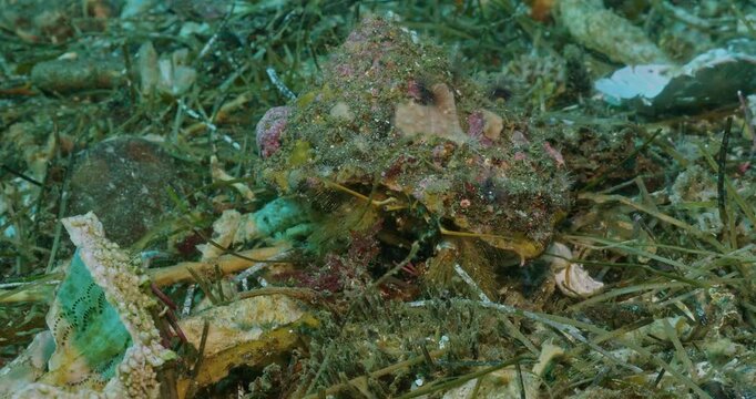 Large hermit crab foraging through detritus on seabed.