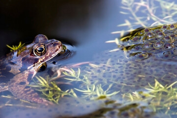 A common frog is in shallow water looking at nearby frogspawn in the Netherlands. The frog swims gently among green plants in a natural setting during daytime. © Gertjan Hooijer