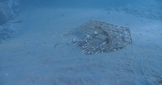 Old lobster trap almost buried in seabed.
