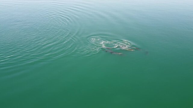 Pod of dolphins surfacing in ocean 