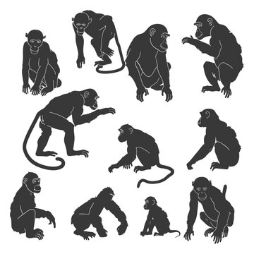 Collection of Various Monkey Silhouettes in Different Poses