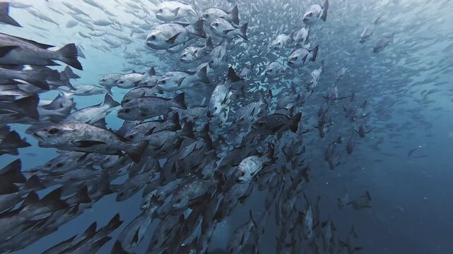 Intense Midnight Snapper School Moving Through Open Ocean
