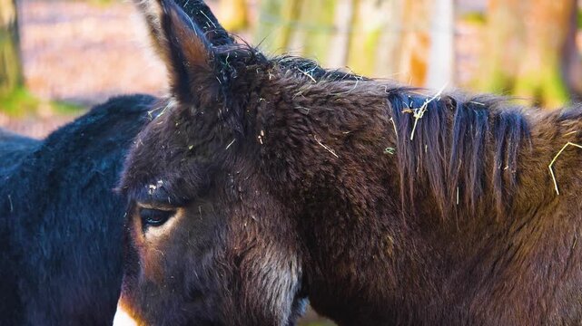 Close up of a few donkeys moving around the woods on a sunny autumn day standing around