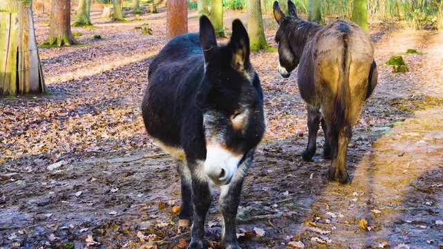 Close up of a few donkeys moving around the woods on a sunny autumn day standing around with rack focus