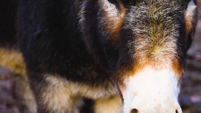 Close up of a few donkeys moving around the woods on a sunny autumn day standing around