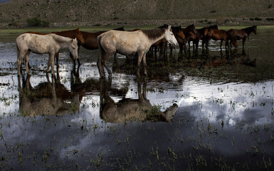 Obraz premium herd of horses